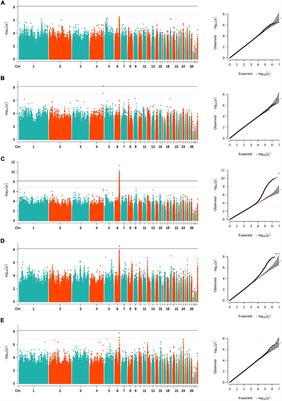 Genome-Wide Association Study Using Whole-Genome Sequencing Identifies a Genomic Region on Chromosome 6 Associated With Comb Traits in Nandan-Yao Chicken